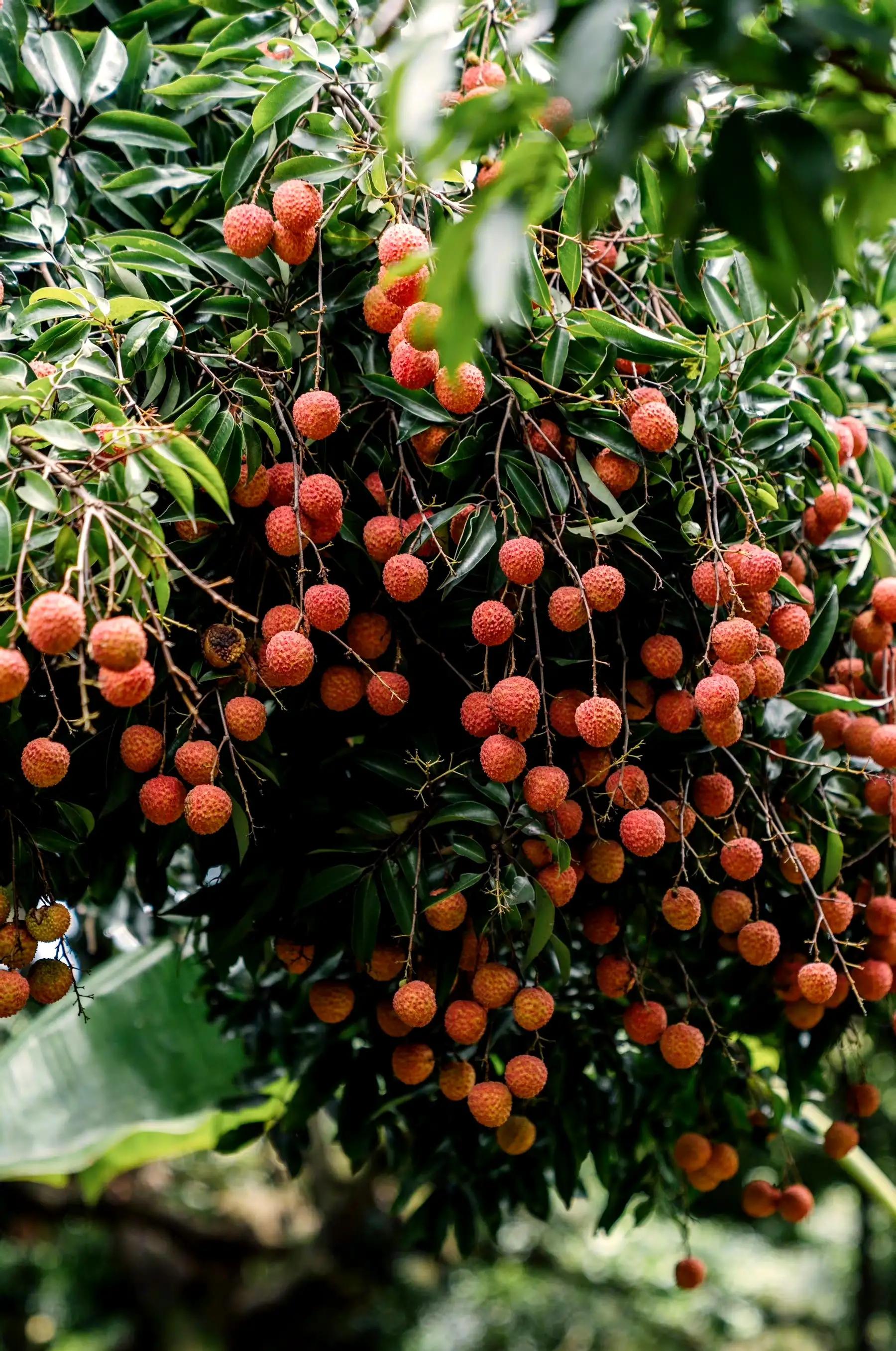 “水晶细嚼甜于蜜,满口生香玉露漙”,夏日里的荔枝又鲜又红又甜