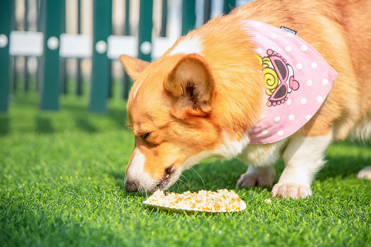 养柯基须知新手必看,养柯基需要戒掉哪些事情