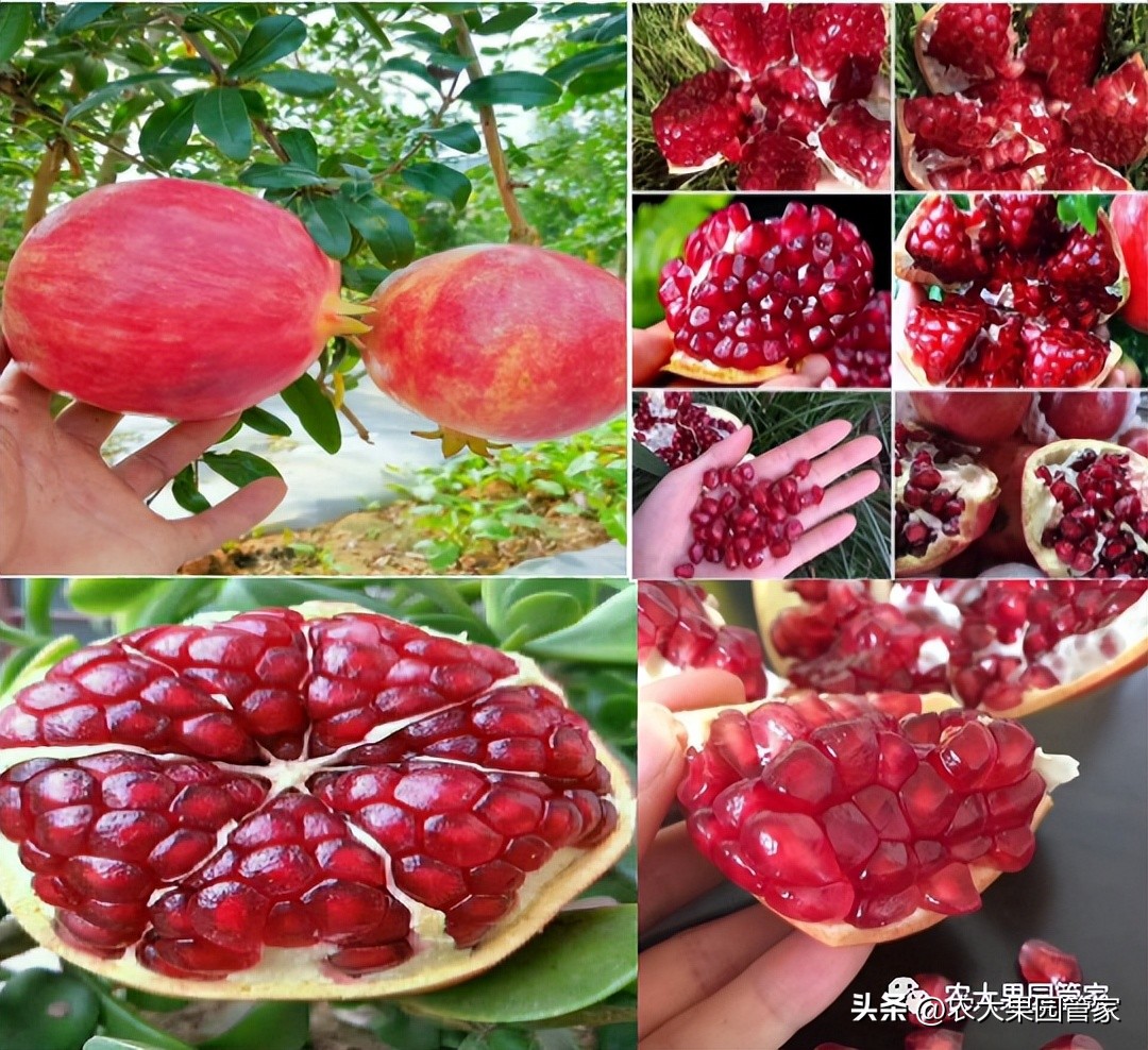 优质果树苗木品种介绍,最好的新品种苹果苗木