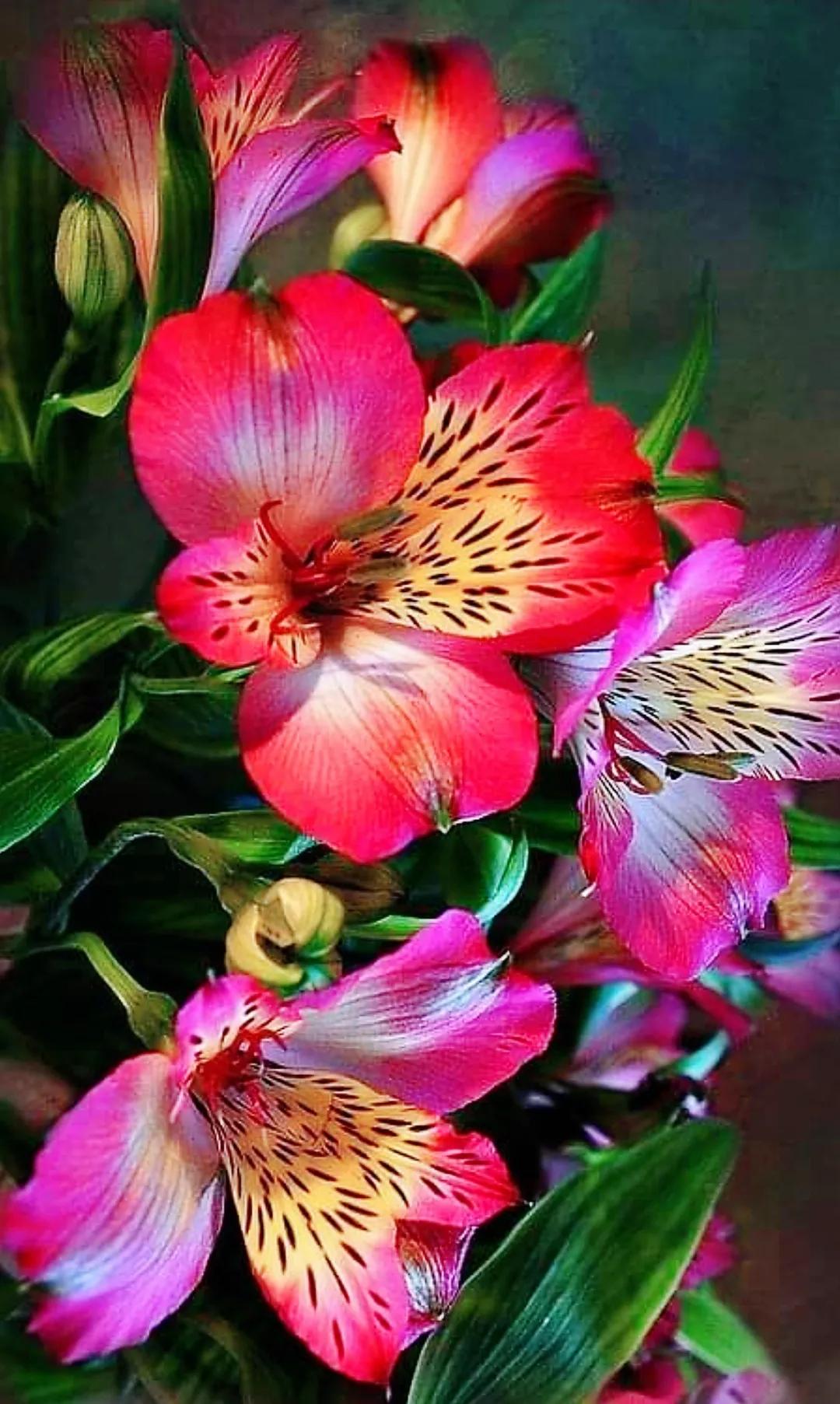 欣赏五颜六色的鲜花,五颜六色的鲜花太漂亮