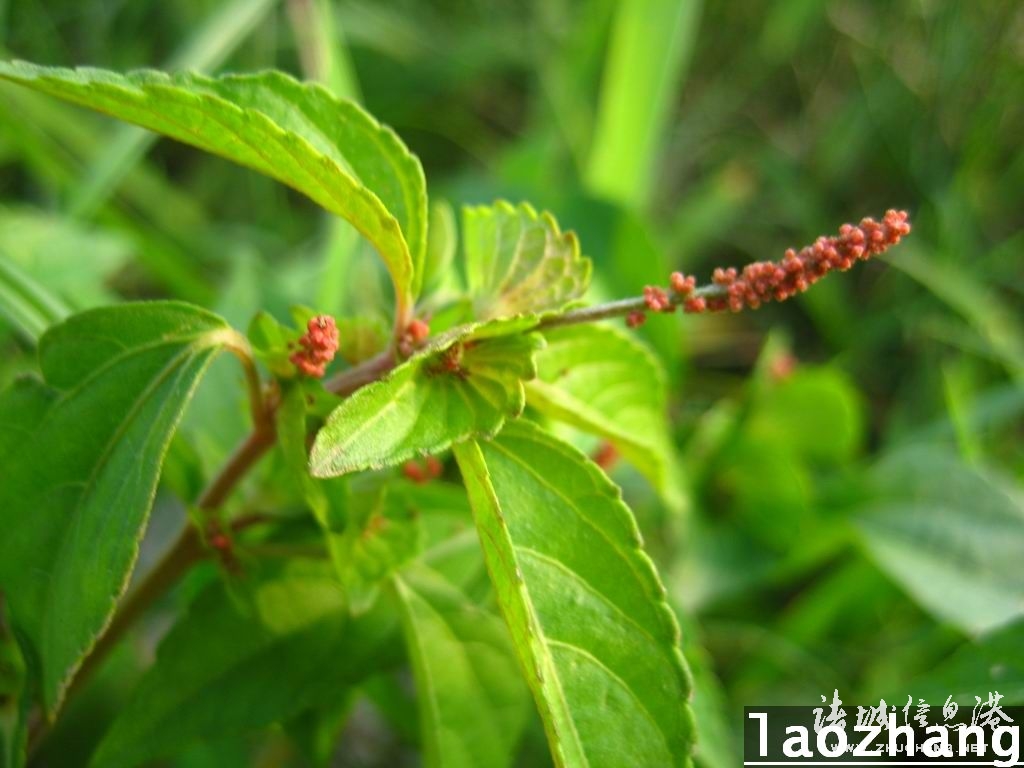 冠县常见野生保护植物,诸城野生动物排名