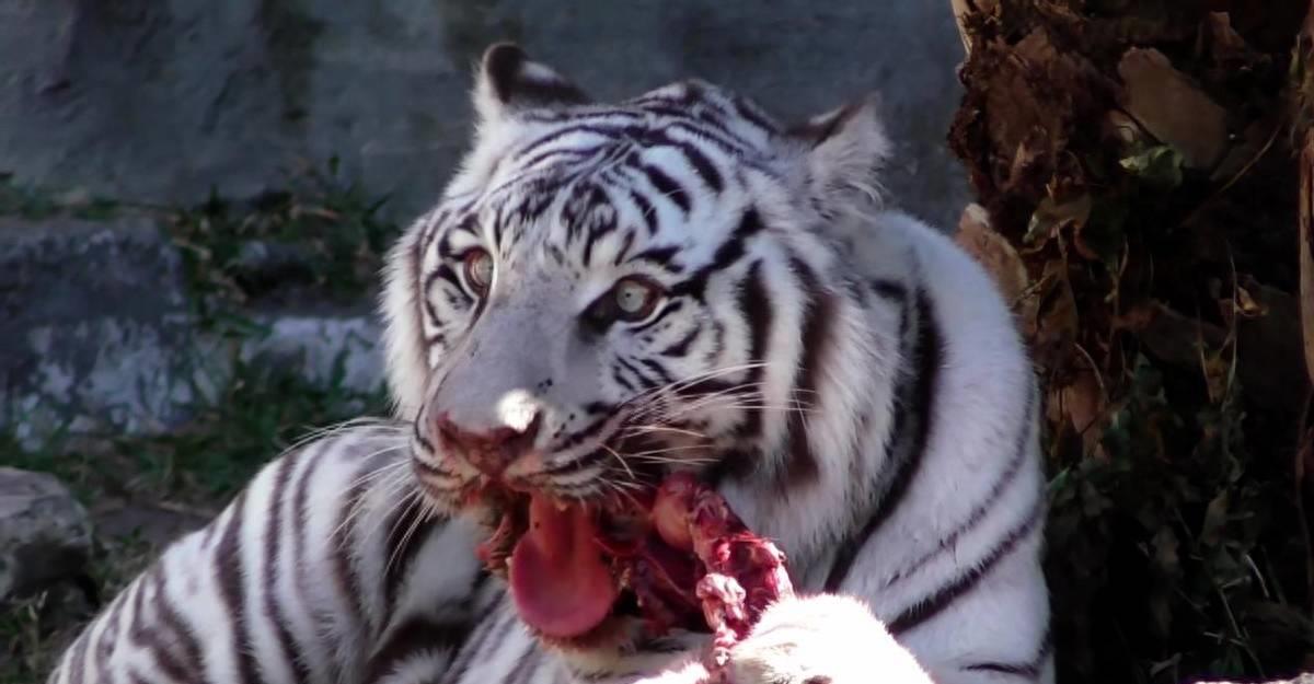 老虎为何不能享用猪肉？老虎尸体如何处理？