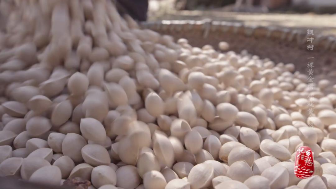 银杏树下休闲生活,银杏树冬季生活视频