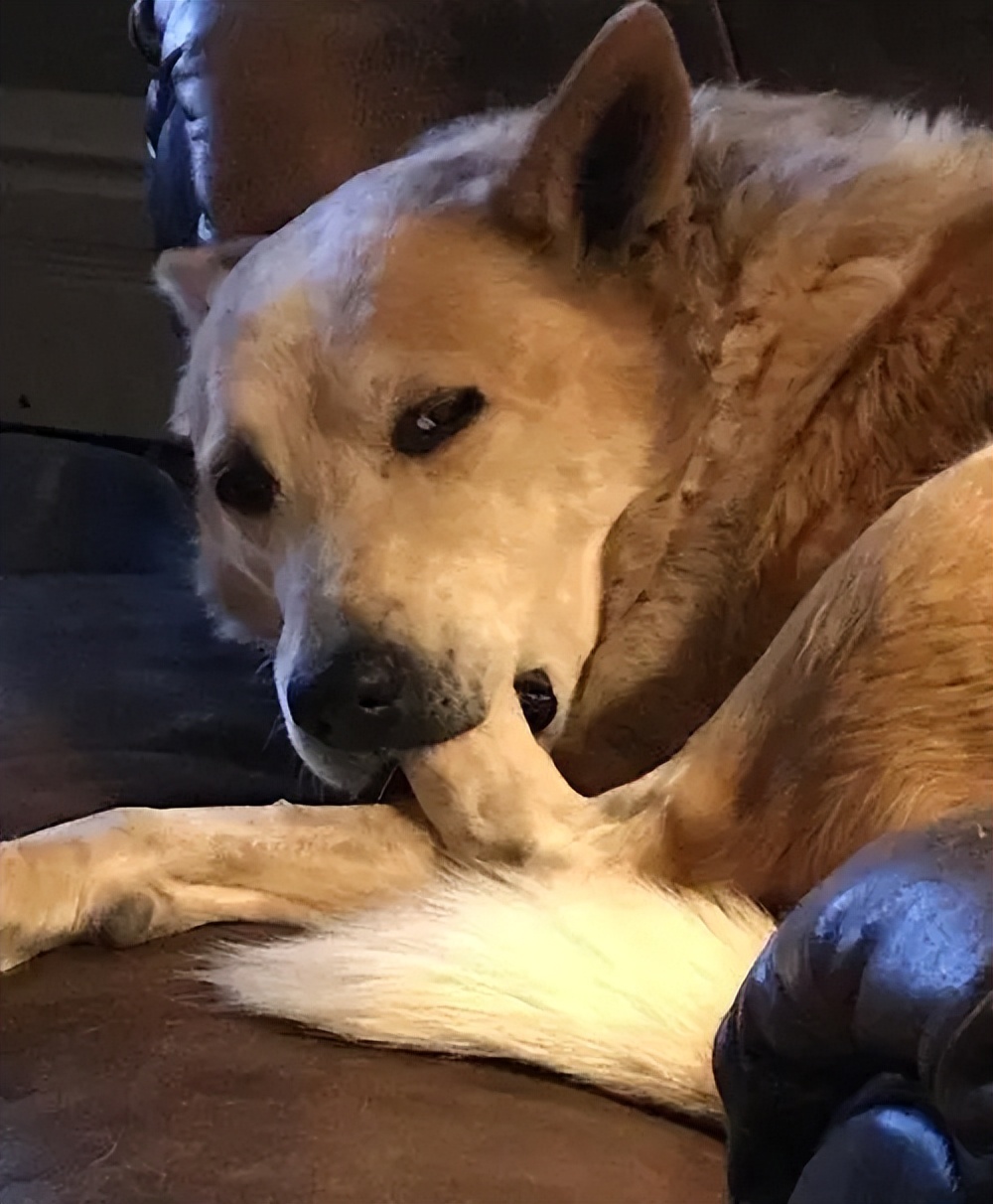 我家狗以为它是我亲生的,我家的狗以为自己是亲生的