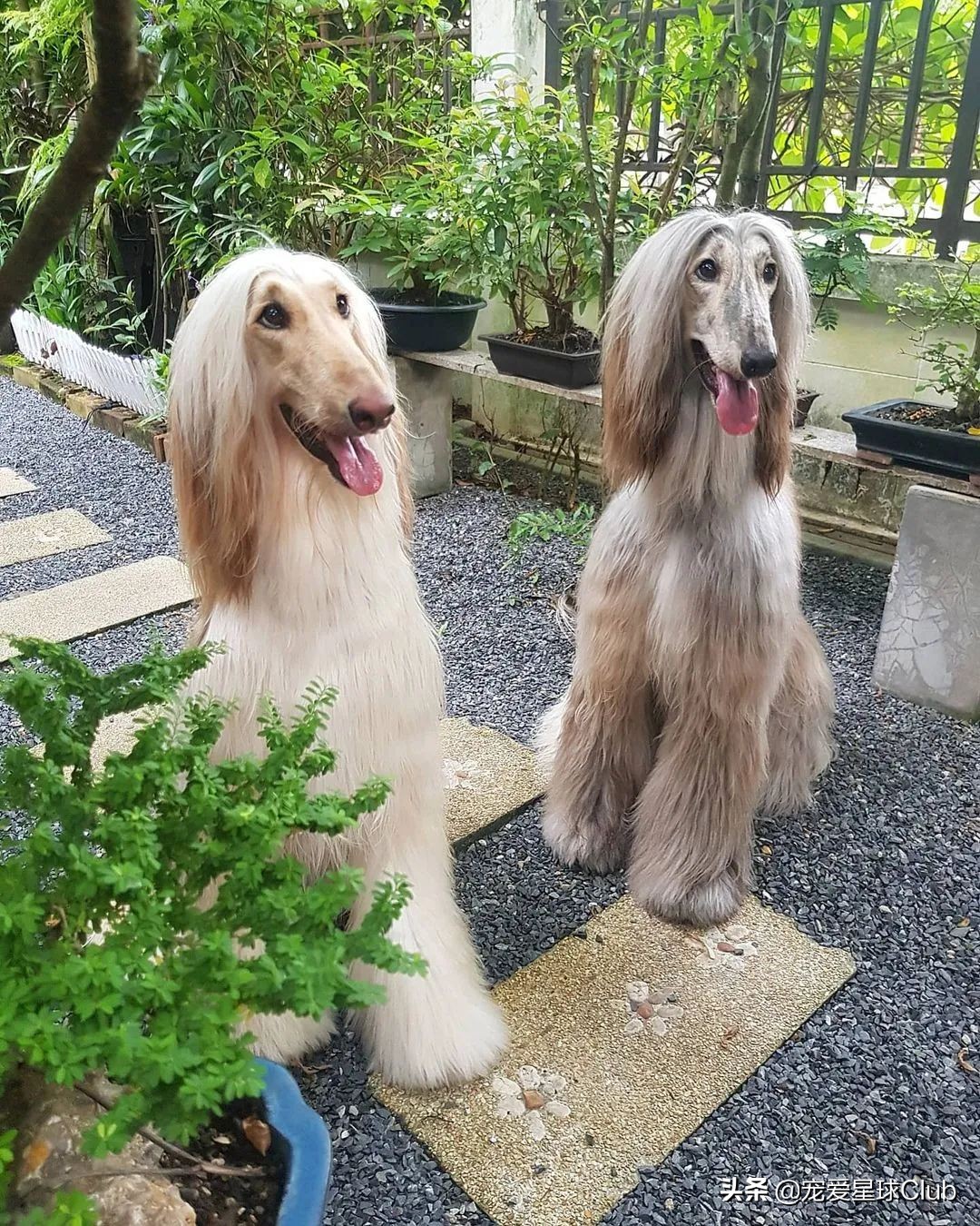 最高贵的狗阿富汗猎犬,最高贵的阿富汗猎犬