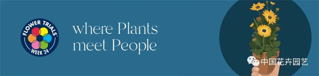 鑺卞崏鍝佺灞曠ず,鏂颁紭鑺卞崏鍝佺灞曠ず