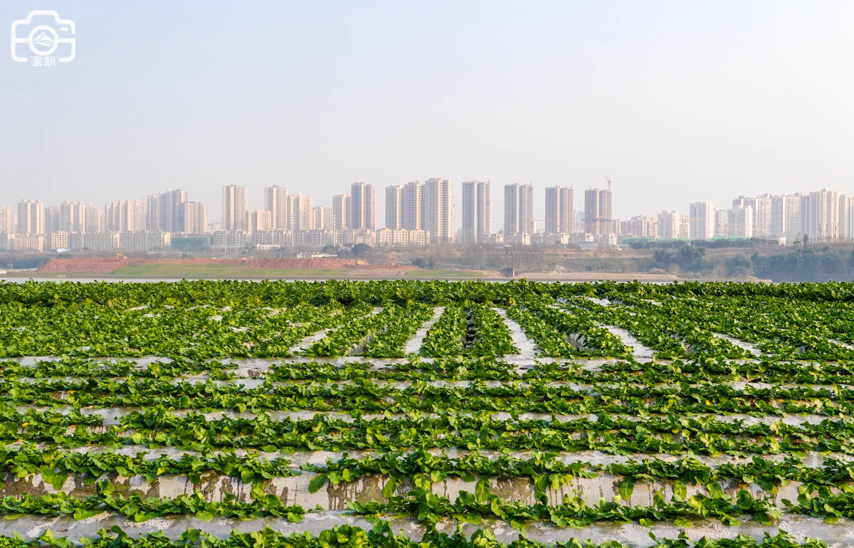 重庆潼南区有哪些好玩的,重庆潼南生态公园