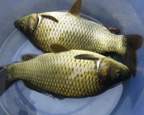 鲫鱼为什么是金黄色,金黄色鲫鱼是野生的吗