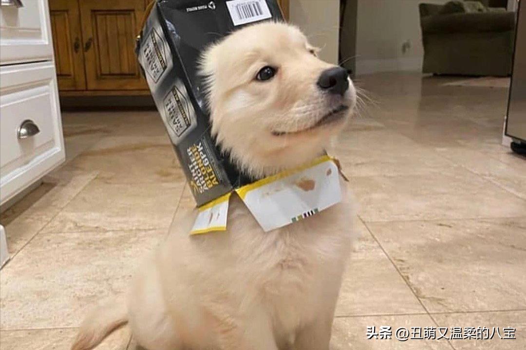 狗狗有耳螨用什么药,狗狗去耳螨买什么药