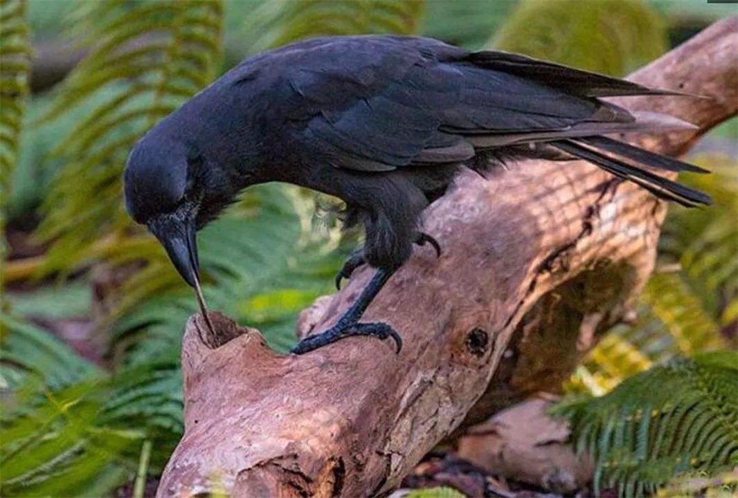 全球最聪明的十种动物,世界上最聪明的十种动物