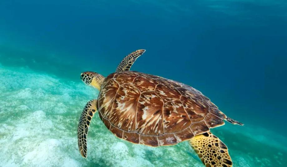 玳瑁稀有程度,玳瑁寿命真的有1500年