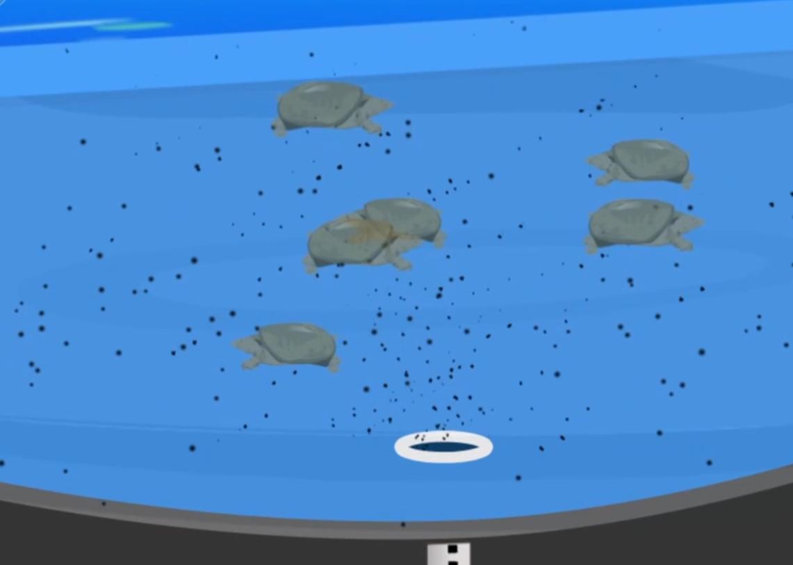 甲鱼养殖大棚建造图,温室大棚养甲鱼一亩能挣多少钱