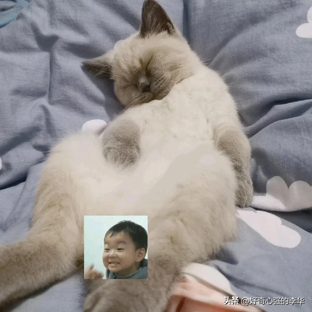 小女孩贪小便宜在闲鱼上买京东礼券，被骗900，看她如何巧妙要回