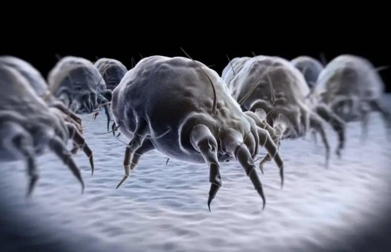 除螨公司品牌前十名,什么品牌除螨仪除螨效果好