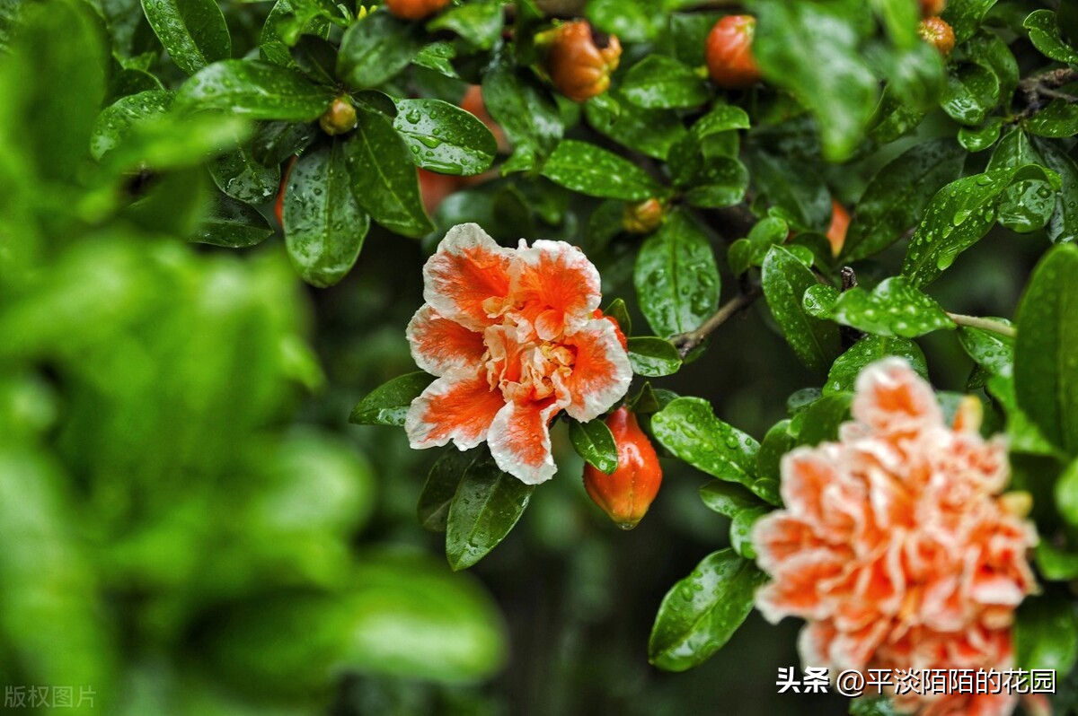 院子种什么花最好风水最旺,院子适合种什么树或花风水好