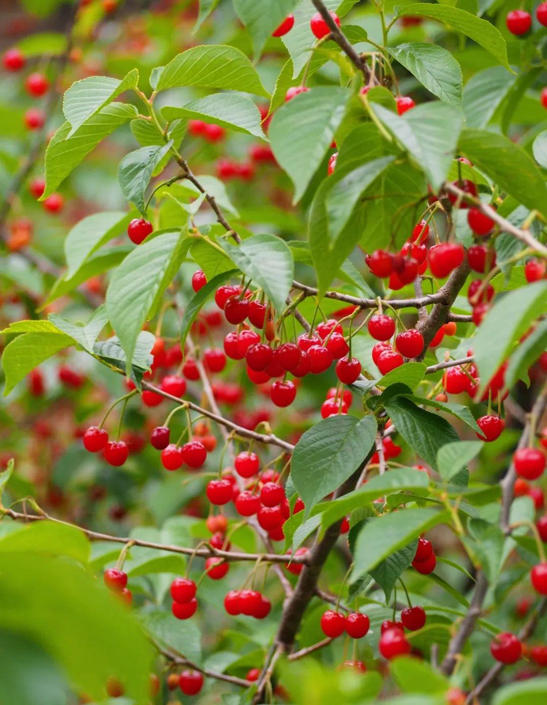 青岛在哪摘樱桃,青岛摘樱桃的好去处