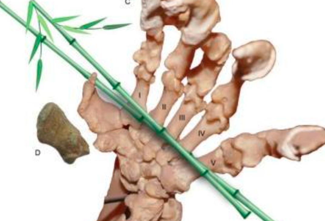 大熊猫吃竹子实际上是什么,大熊猫专吃竹子可追溯到600万年前