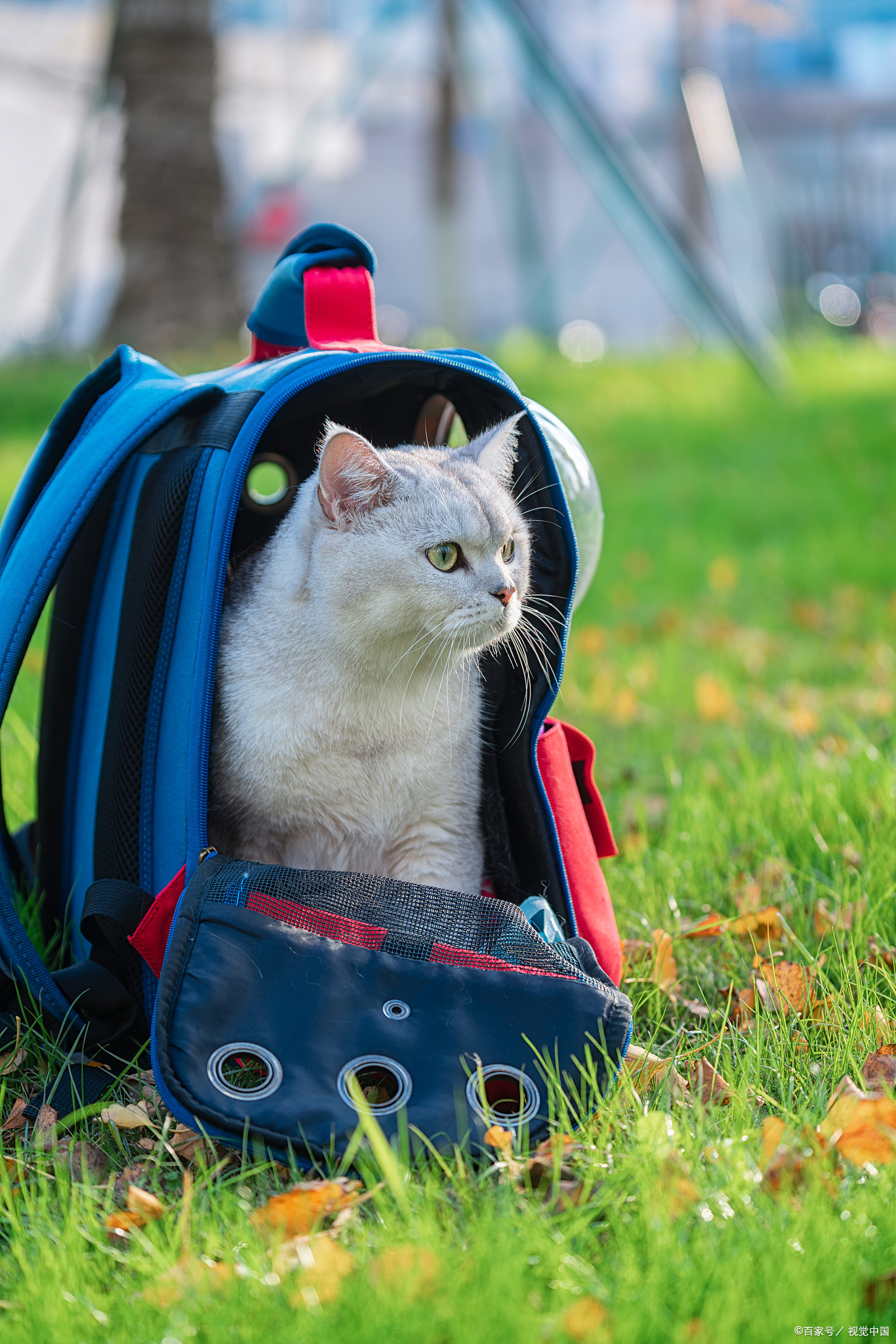 养猫攻略了解猫咪成熟所需时间,新手养猫第一天猫咪害怕怎么办