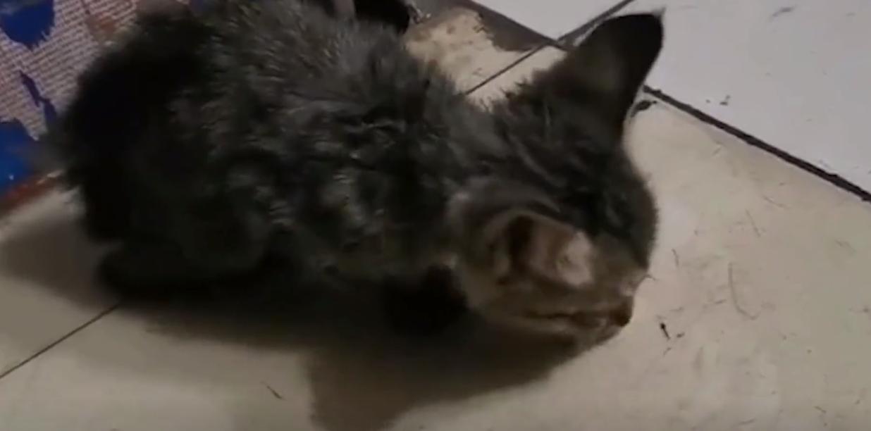 20年广东老太捡到一只“野猫”,越养越不对劲,专家看后立即报案