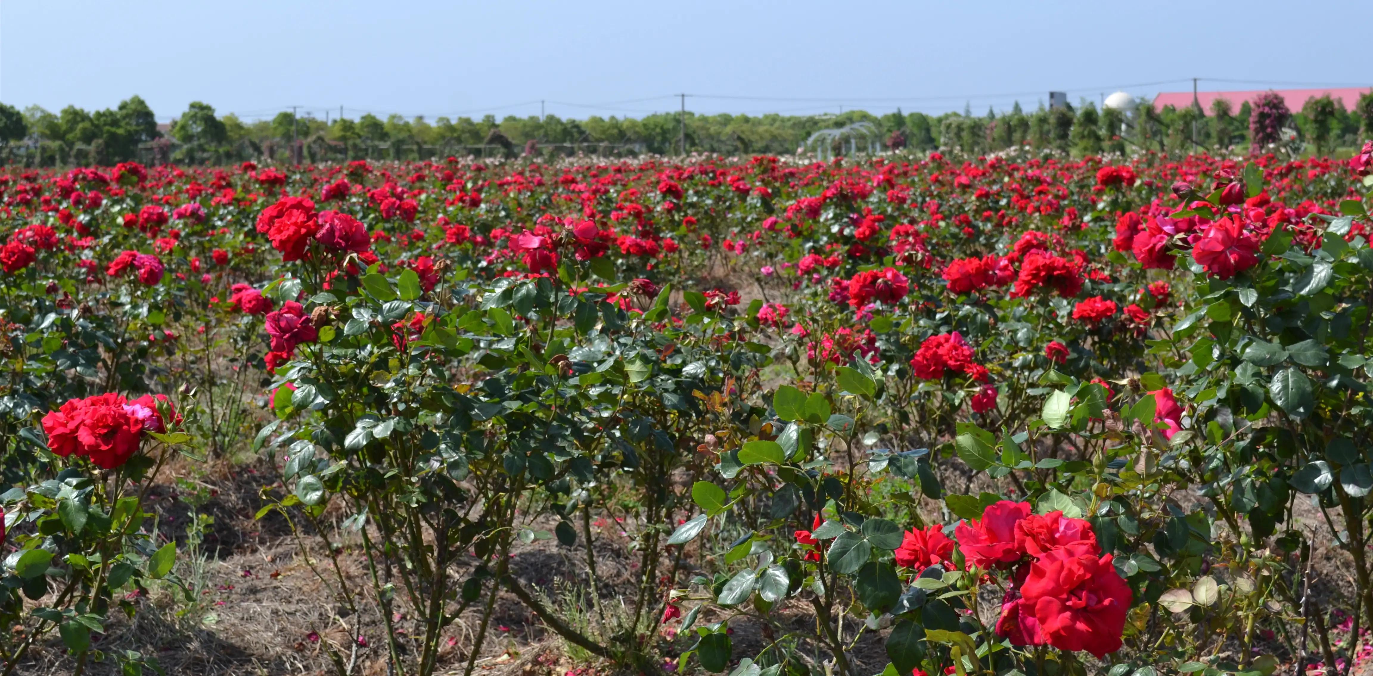 法国玫瑰花园,法国玫瑰花香沐浴露正品