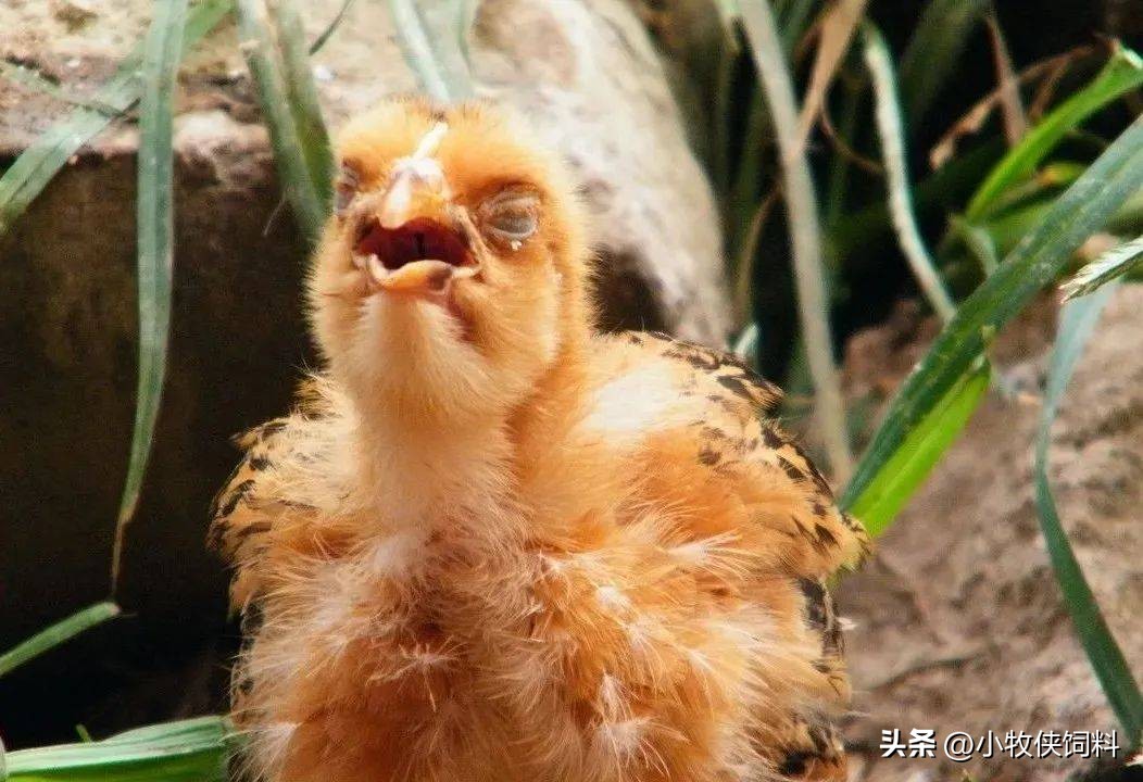 鸡传染性支气管炎用什么药？鸡传染性支气管炎的症状及治疗方法！