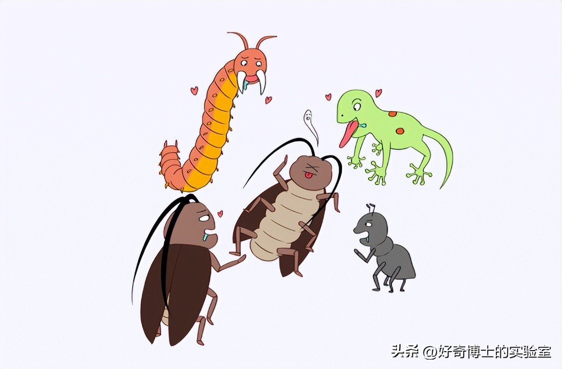 家里踩死的蟑螂，为啥一会儿就自动消失了？