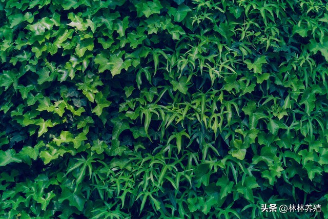 易存活且吸灰的绿植,能有效净化空气的绿植