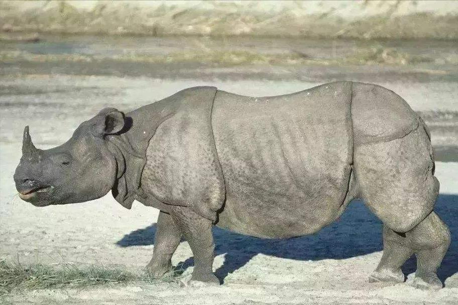 十大珍稀动物比大熊猫还稀有,比大熊猫还珍稀的十种动物
