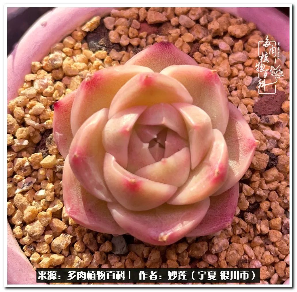 世间繁华三千不如一隅清欢,世间繁华三千不如有一院清欢