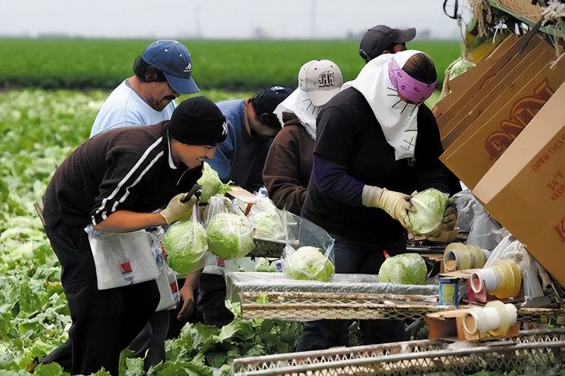 美国猪肉4元每斤的视频,美国猪肉是如何做到那么便宜的