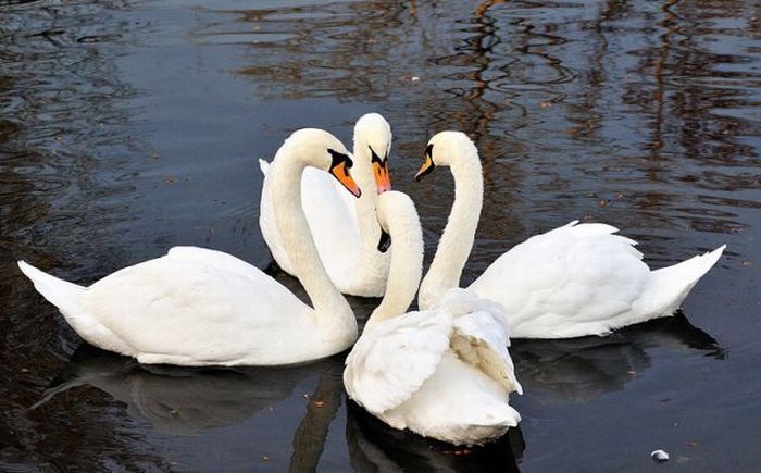 100个难得一见照片,难得一见12张照片