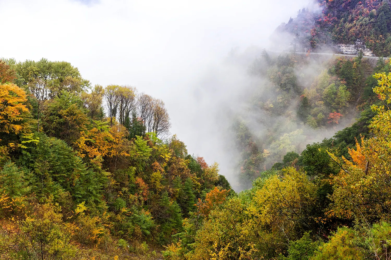 黄喉貂重庆,黄喉貂捕食猴子猴子为什么不跑