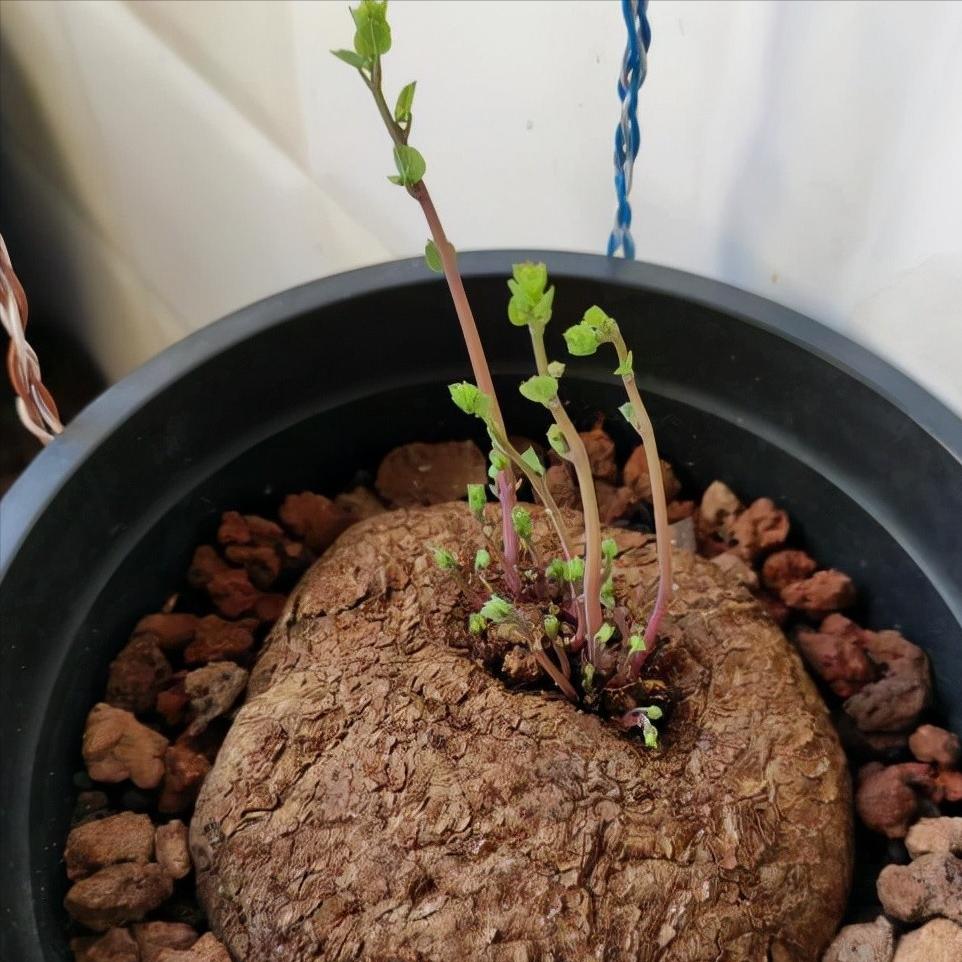 6种花旺财又养人,6种花养人又镇宅