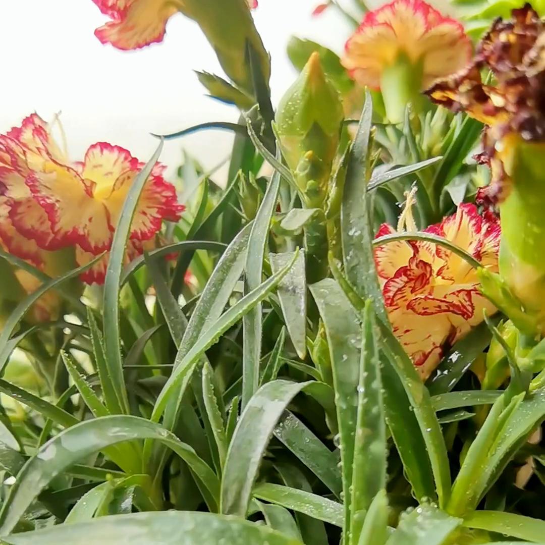 37周胎心监护宫缩曲线图怎么看,孕37周胎心监护有宫缩正常吗