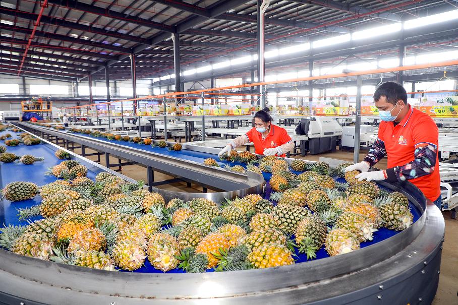 徐闻菠萝直播回放,徐闻菠萝最新直播