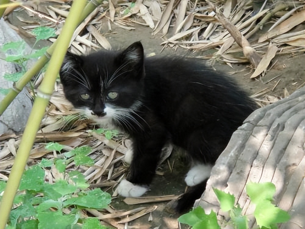 旺家猫有什么特征,身上有这些特征的猫是旺家猫