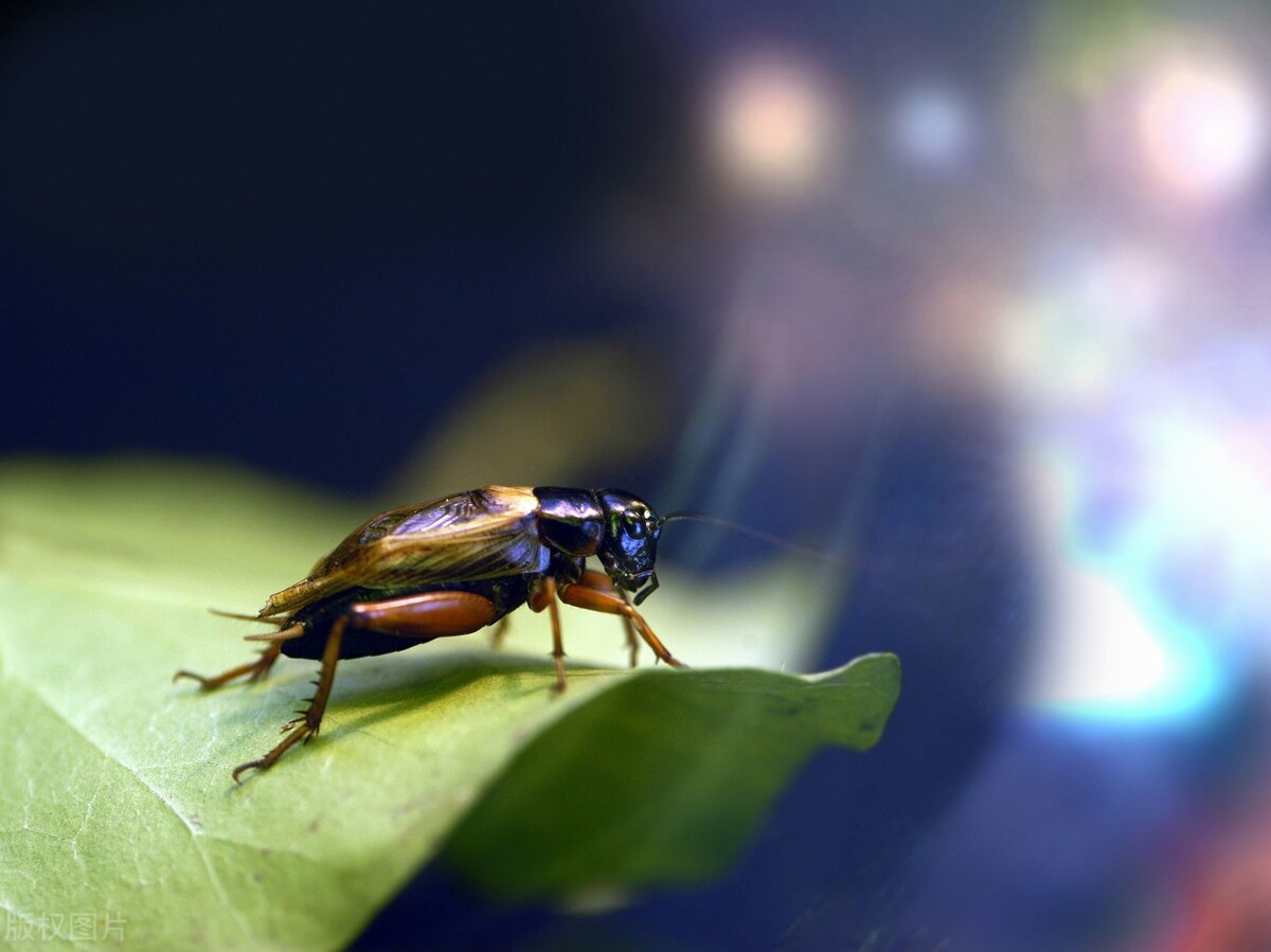 消灭蟑螂最有效的方法是生物防治,怎么消灭蟑螂害虫最有效