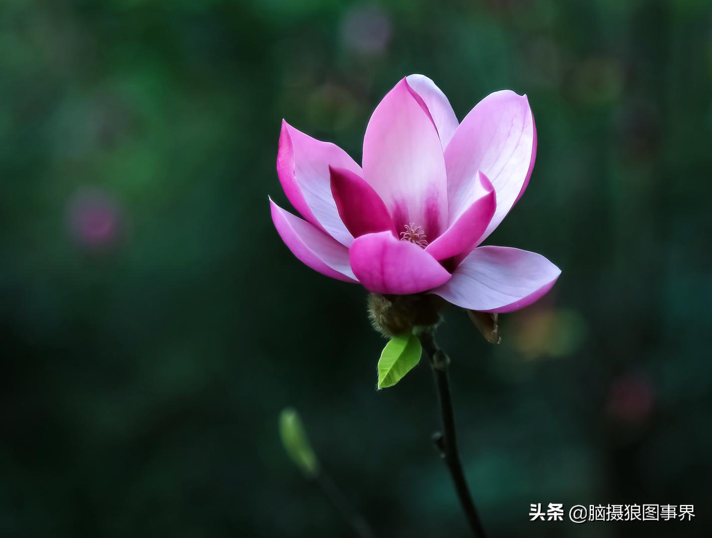 拍照如何确保对焦准确,拍照时对焦很难对上