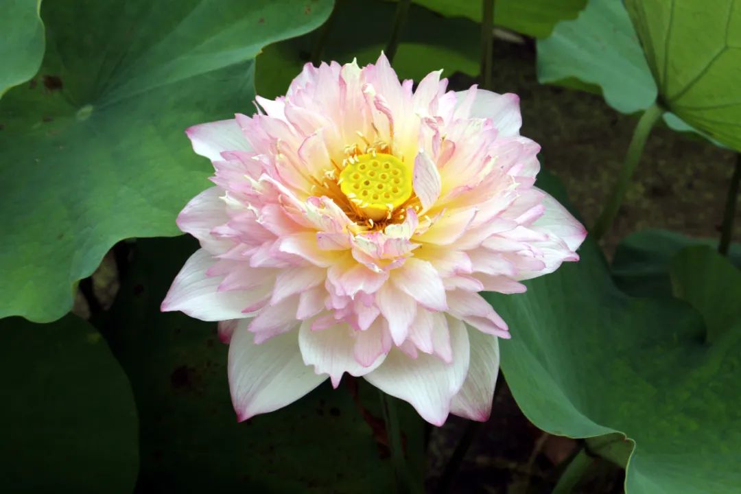 绝美的荷花品种大全图集,超好看荷花品种大型荷花