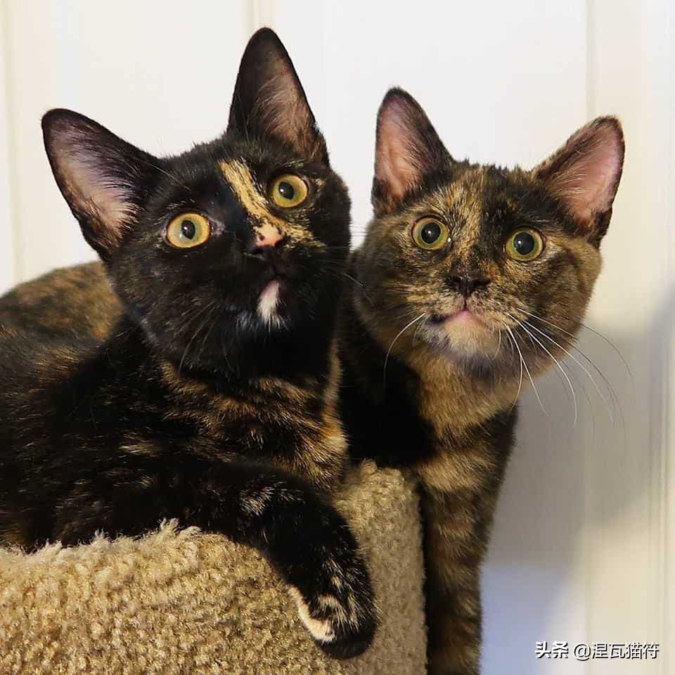 中国猫咪品种玳瑁猫,田园玳瑁猫的嘴