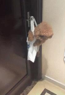 泰迪为啥那么讨人厌,泰迪真的好色么