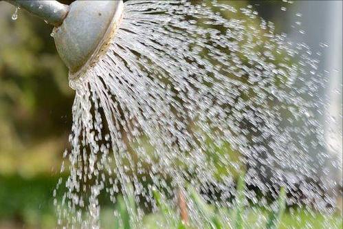 合果芋怎么养殖长得旺盛,合果芋怎么养