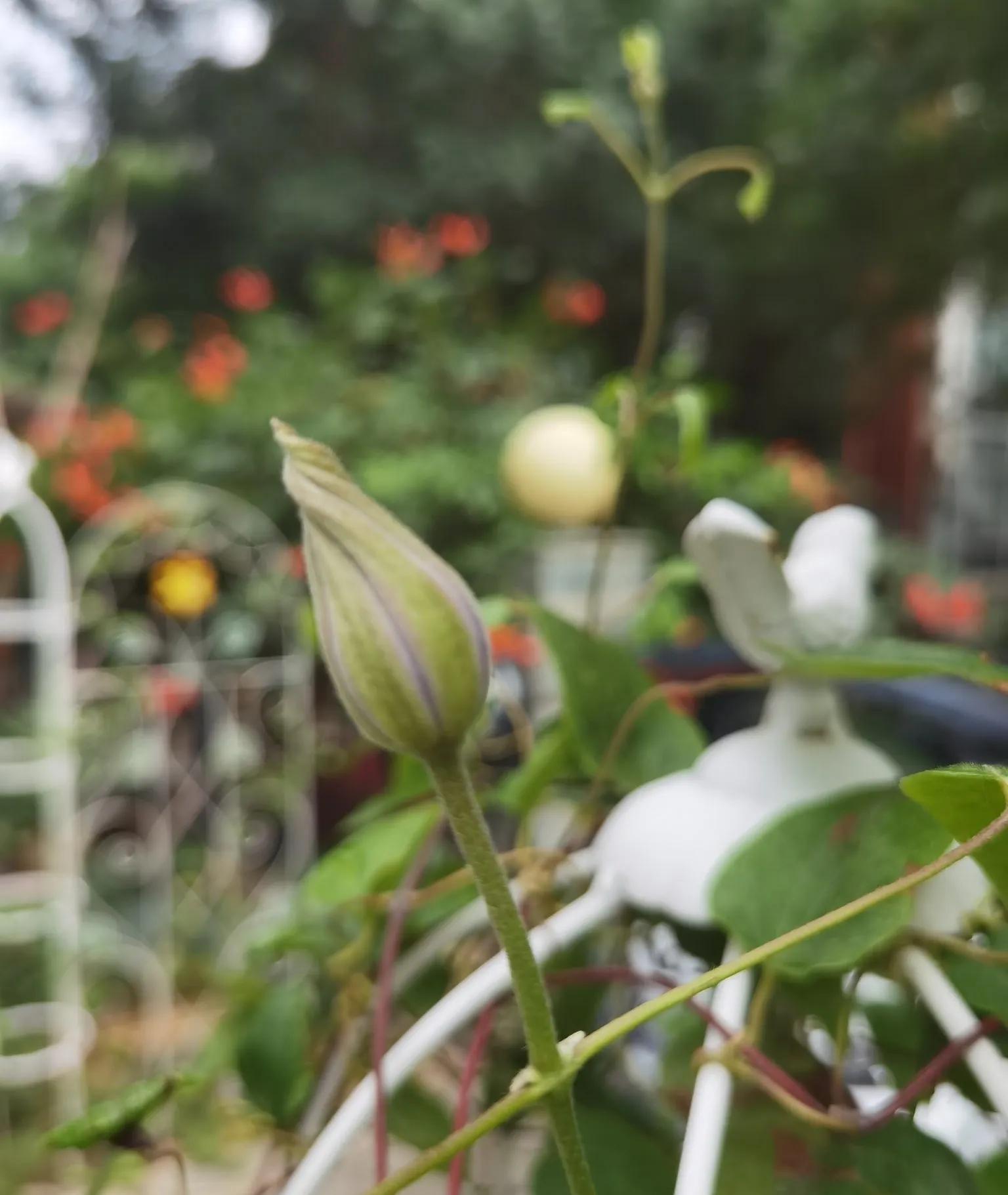 高温天气盼雨来,高温的炙烤