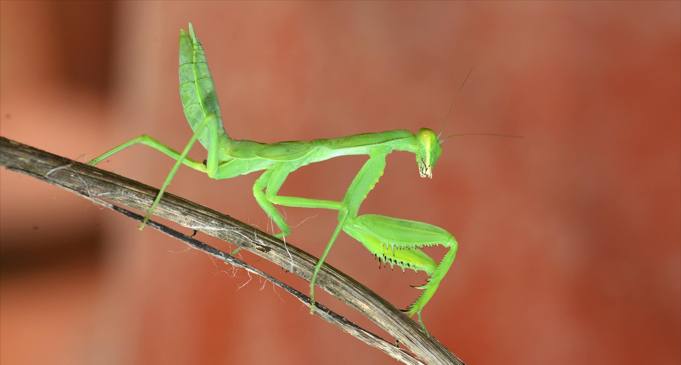 十年不吃不动还能存活的动物,可能还幸存的十大动物