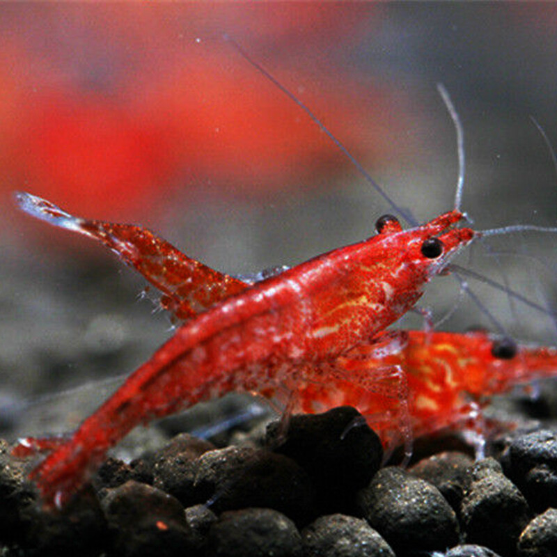 养宠物虾需要准备什么,哪种宠物虾比较好养