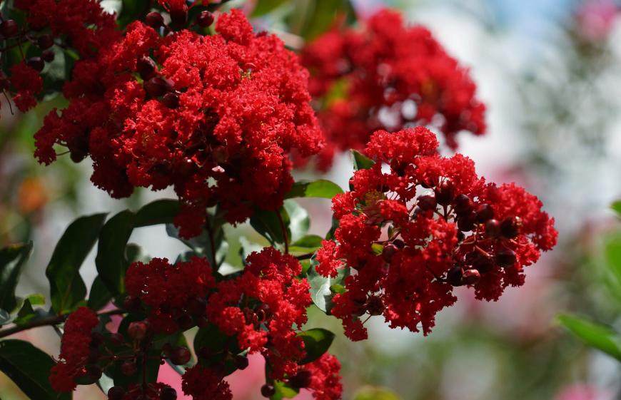 一树紫薇开，古诗词里的紫薇花，繁花似锦赏心悦目，可与牡丹媲美