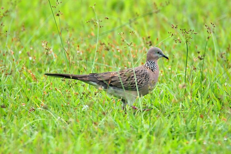 古人怎么知道鸠占鹊巢,鸠占鹊巢背后隐晦的理解