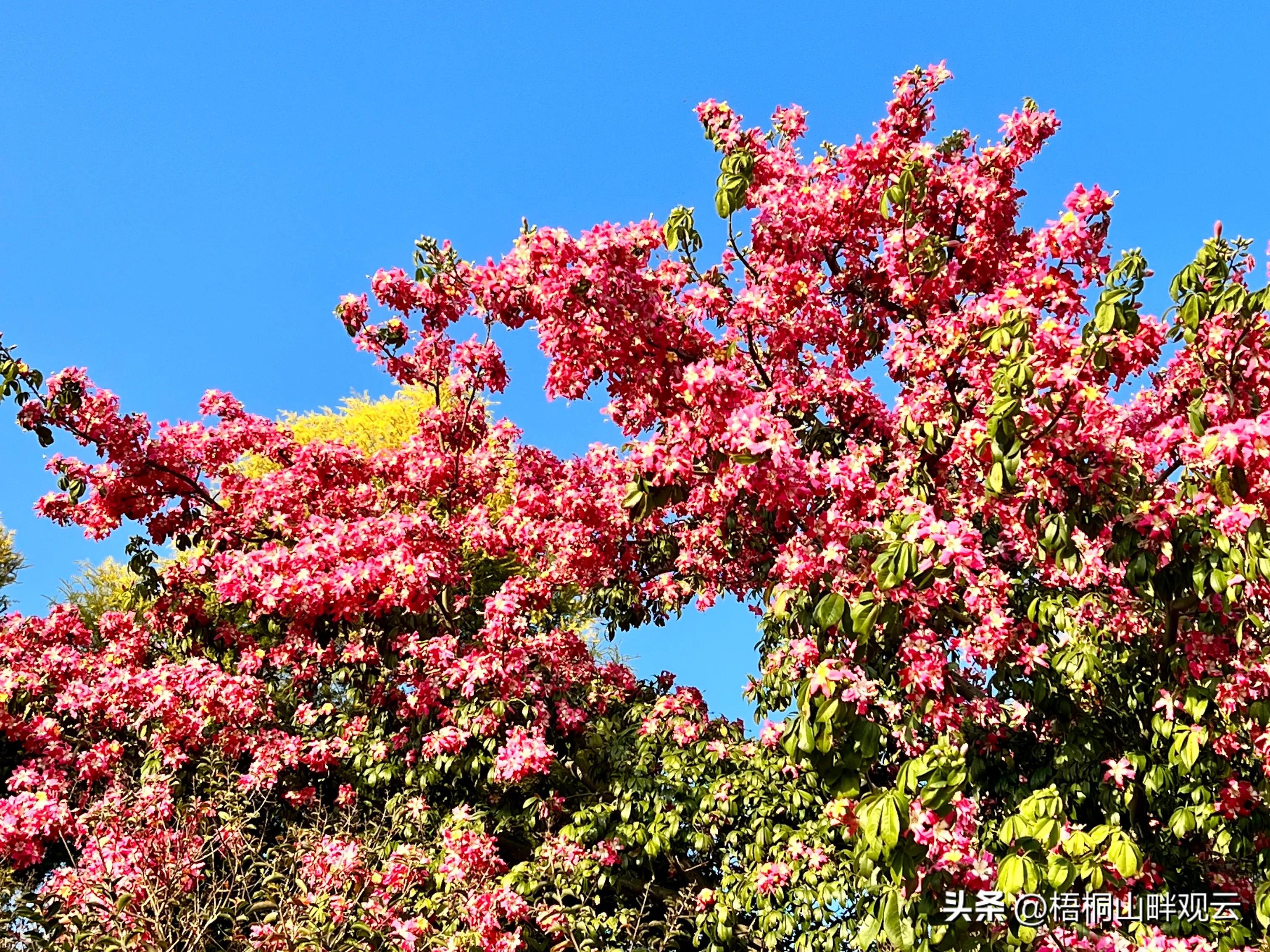 深圳的冬天简笔画,深圳的冬天冷吗