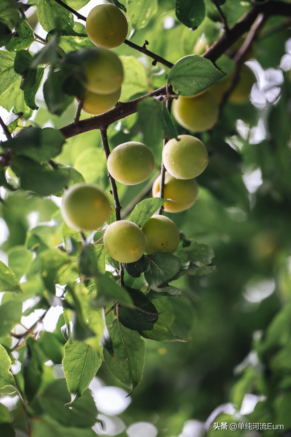 再见南京演唱,南京仙林回忆