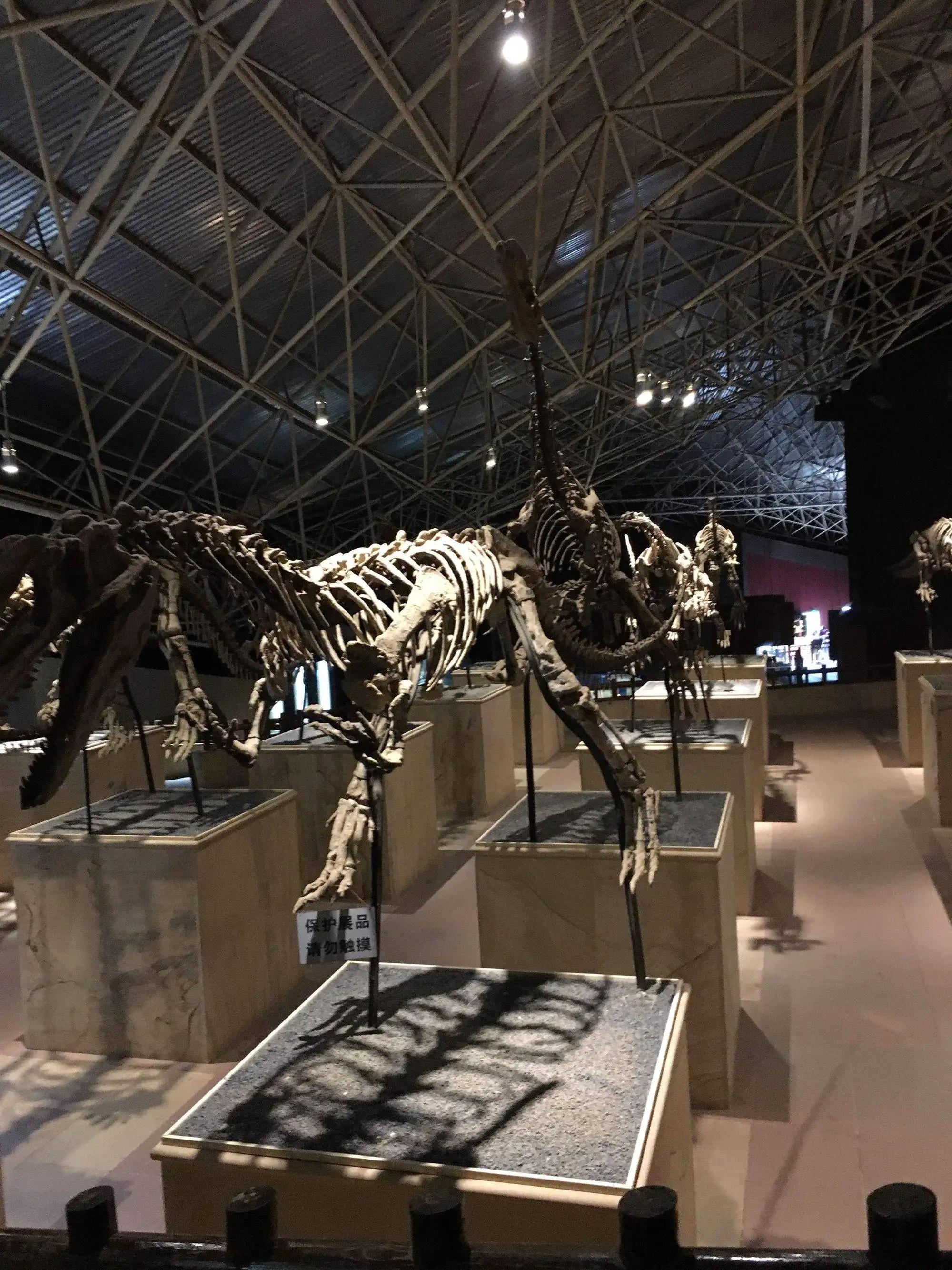 中国的恐龙谷,世界恐龙谷历史